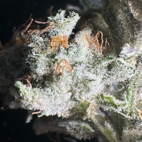 Misc x (LA Kush x Zkittles) #04 10.54g growlog timeline photo