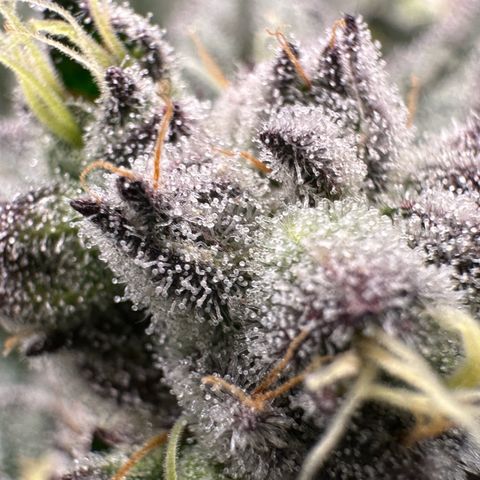 MiscxLAZ #22 C 42.33g growlog timeline photo
