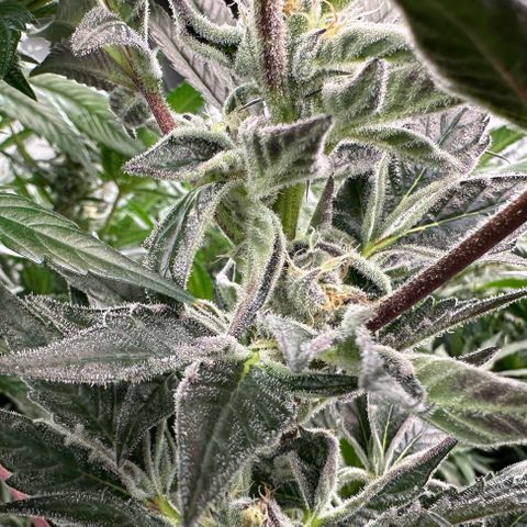 MiscxLAZ #37 C growlog timeline photo