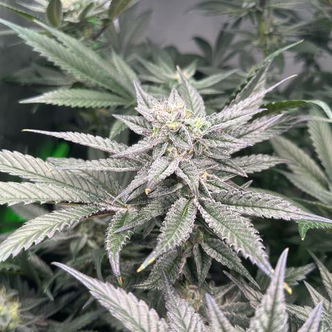 MiscxLAZ #22 C 42.33g growlog timeline photo