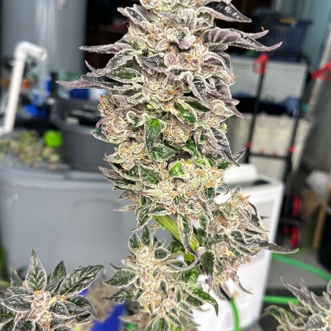 CxLAZ #03 45.52g growlog photo: Harvest day