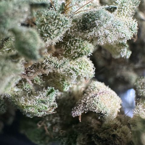 Misc x (LA Kush x Zkittles) #28 13.53g growlog timeline photo