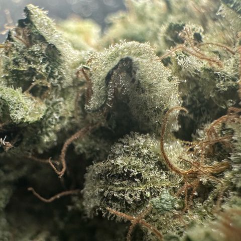 CxLAZ #15 52g growlog photo: Trim and put in grove bag, kind of dry.