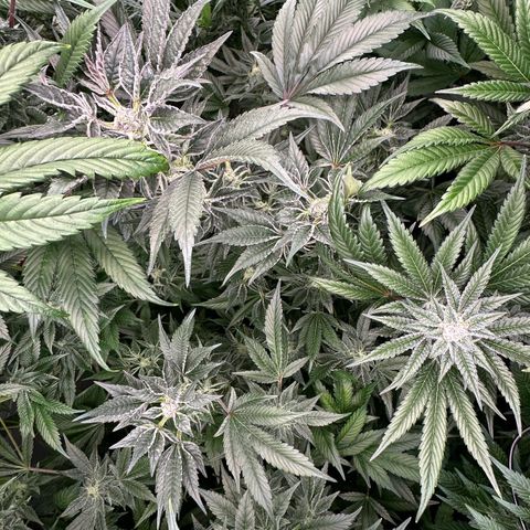 MiscxLAZ #37 C growlog timeline photo