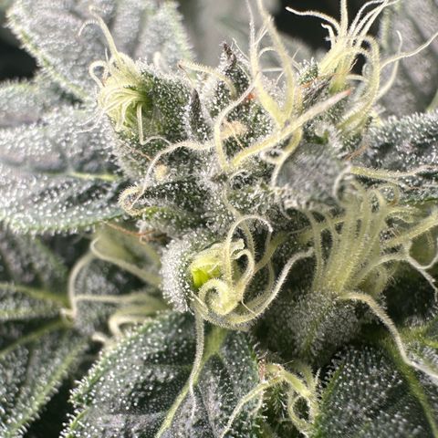 MiscxLAZ #08 C #1 growlog photo: Nanners from light schedule off