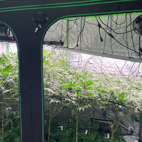 Fuel D.OG #1 Female 47.36g growlog timeline photo
