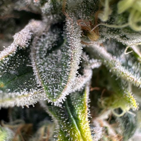 Misc x (LA Kush x Zkittles) #08 growlog timeline photo