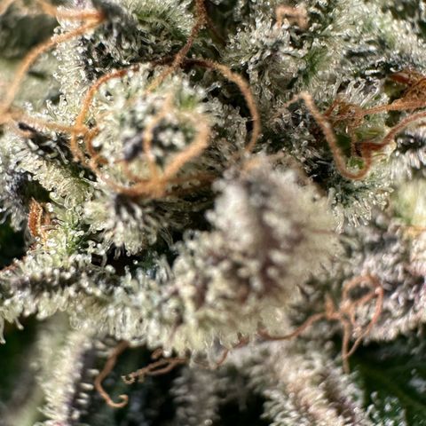 Misc x (LA Kush x Zkittles) #28 13.53g growlog timeline photo