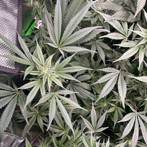 CxLAZ #03 C #1 58.58g growlog timeline photo