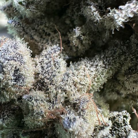 Misc x (LA Kush x Zkittles) #29 25.69g growlog timeline photo