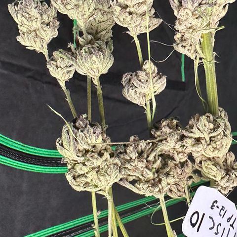 Misc x (LA Kush x Zkittles) #10 growlog photo: Moved to plastic bag