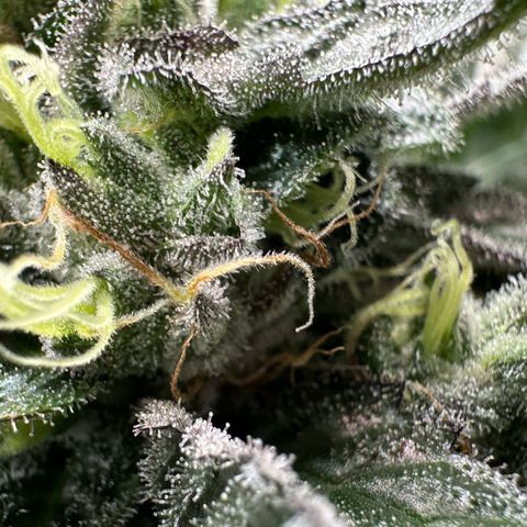 CxLAZ #03 C #1 58.58g growlog timeline photo