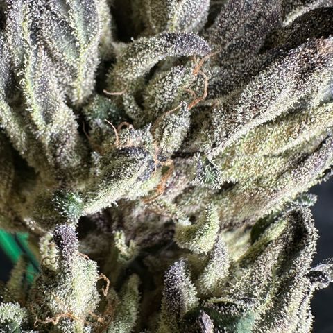 Misc x (LA Kush x Zkittles) #33 19.08g growlog photo: Moved to plastic bag