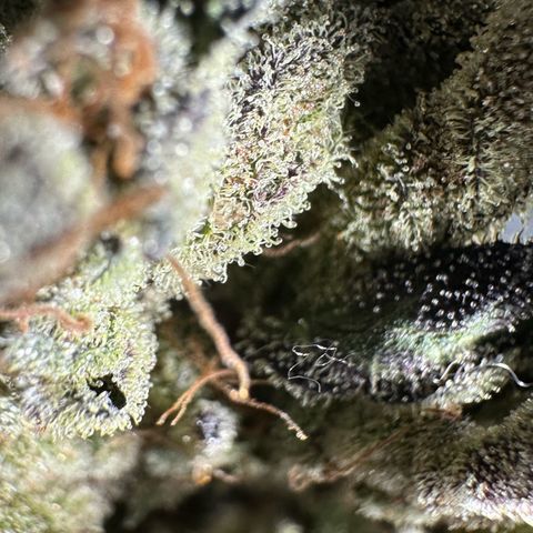 Misc x (LA Kush x Zkittles) #33 19.08g growlog photo: Moved to plastic bag