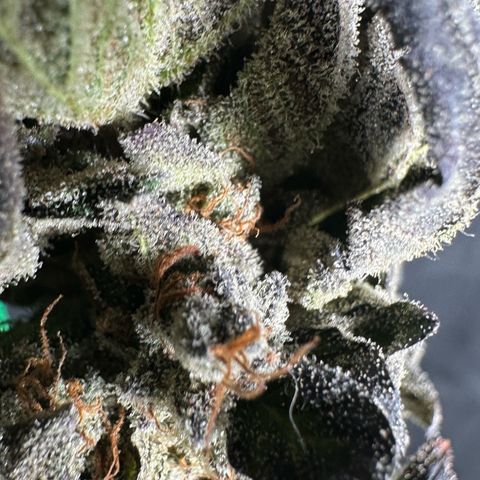 Misc x (LA Kush x Zkittles) #05 growlog timeline photo