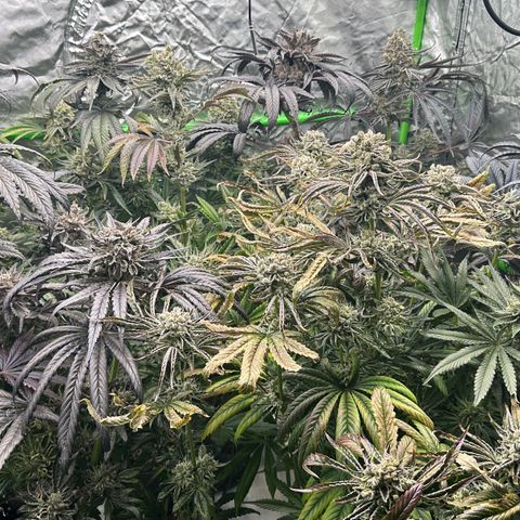 CxLAZ #16 50.72g growlog timeline photo