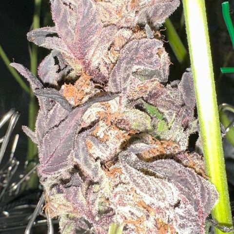 Misc x (LA Kush x Zkittles) #37 42.26g growlog timeline photo