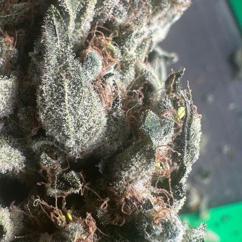 Misc x (LA Kush x Zkittles) #08 growlog timeline photo