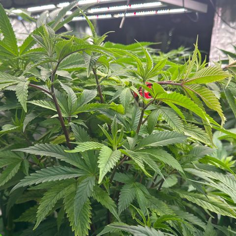 MiscxLAZ 5-4 34.63g growlog timeline photo