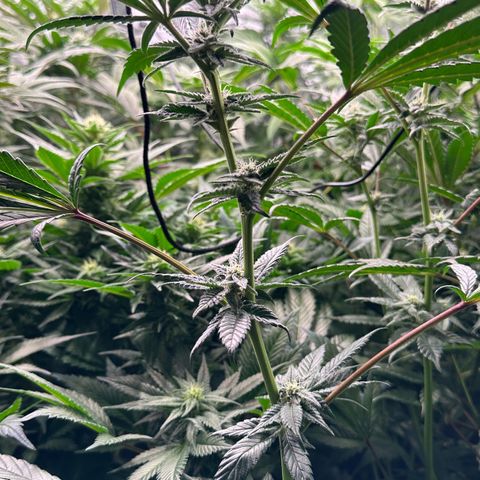 MiscxLAZ #29 C growlog timeline photo