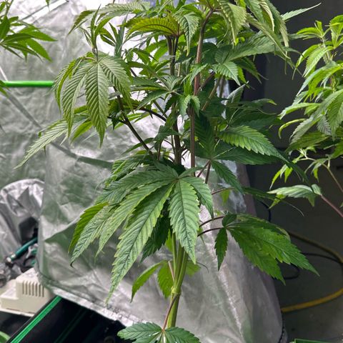 MiscxLAZ #27 C 39g growlog photo: Lollipopped and flipped to flower