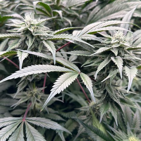 CxLAZ #03 C #1 58.58g growlog timeline photo