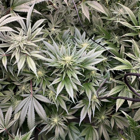 Fuel D.OG #1 Female 47.36g growlog timeline photo