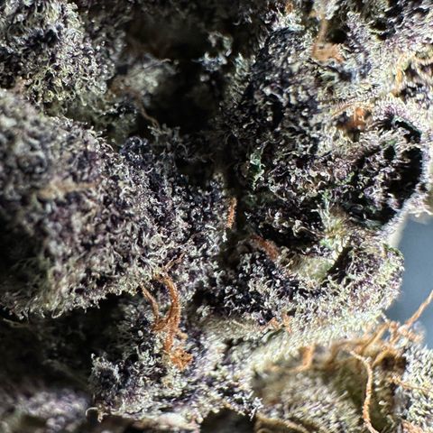 Misc x (LA Kush x Zkittles) #37 42.26g growlog timeline photo