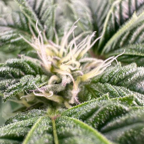 MiscxLAZ #37 C growlog timeline photo