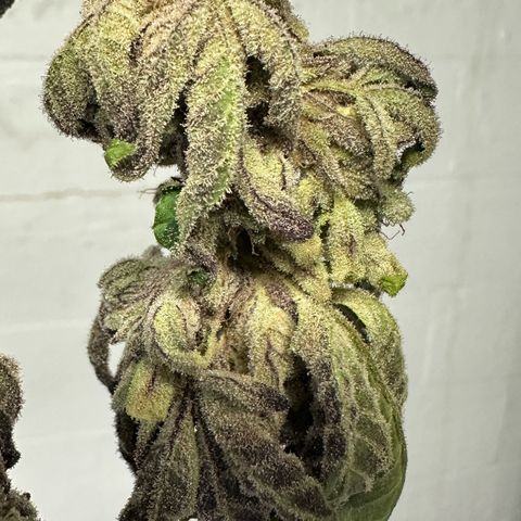 Misc x (LA Kush x Zkittles) #27 33.12g growlog photo: Moved to plastic bag