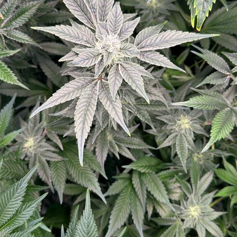 CxLAZ #20 C1 25g growlog timeline photo