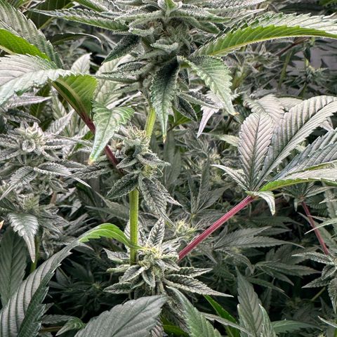 MiscxLAZ #26 C #1 47.15g growlog timeline photo