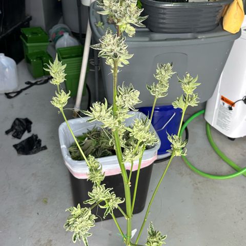 Misc x (LA Kush x Zkittles) #23 28.19g growlog photo: Harvest day