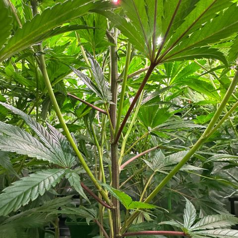 MiscxLAZ #29 C growlog timeline photo