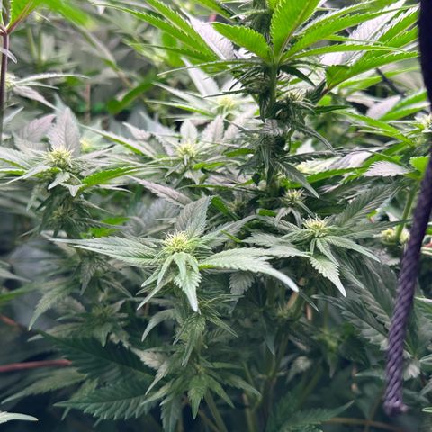 Fuel D.OG #1 Female 47.36g growlog timeline photo