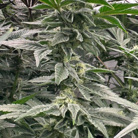 CxLAZ #20 C1 25g growlog timeline photo