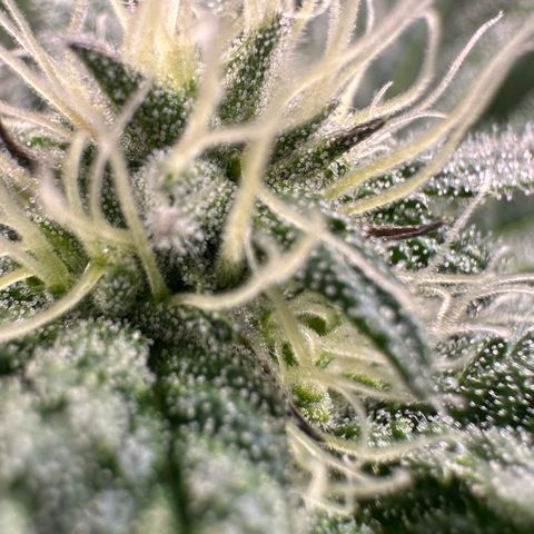 MiscxLAZ #29 C growlog timeline photo