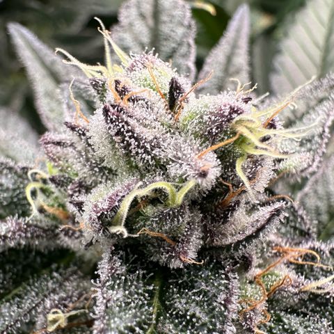 MiscxLAZ #22 C 42.33g growlog timeline photo