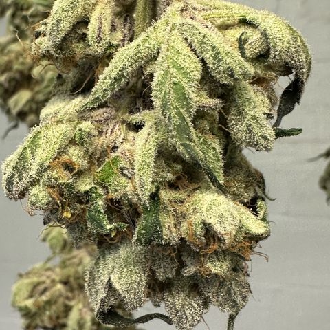 CxLAZ #31 58.75g growlog photo: Moved to plastic bag