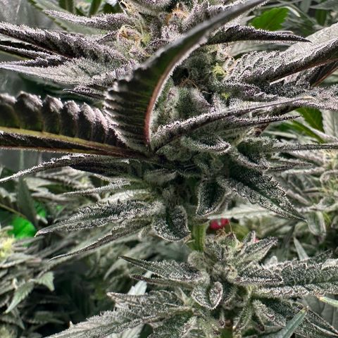 MiscxLAZ #22 C 42.33g growlog timeline photo