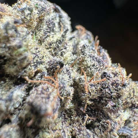 Misc x (LA Kush x Zkittles) #22 34.14g growlog timeline photo