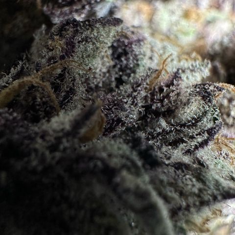 Misc x (LA Kush x Zkittles) #37 42.26g growlog photo: Nanners all over that I missed. Plant was on right side of tent where light was malfunctioning.