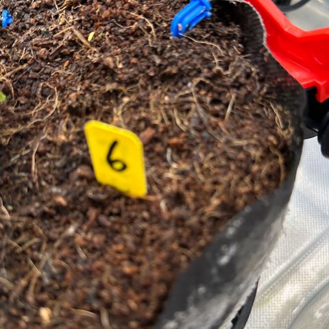 CxLAZ #06 growlog timeline photo