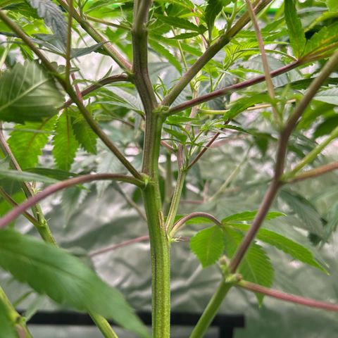 CxLAZ #20 C1 25g growlog timeline photo
