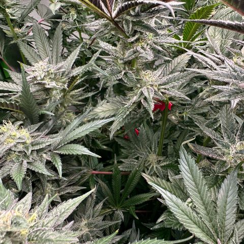 MiscxLAZ #22 C 42.33g growlog timeline photo