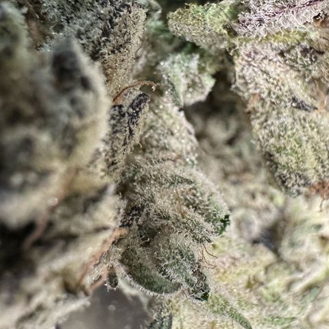 Misc x (LA Kush x Zkittles) #29 25.69g growlog timeline photo