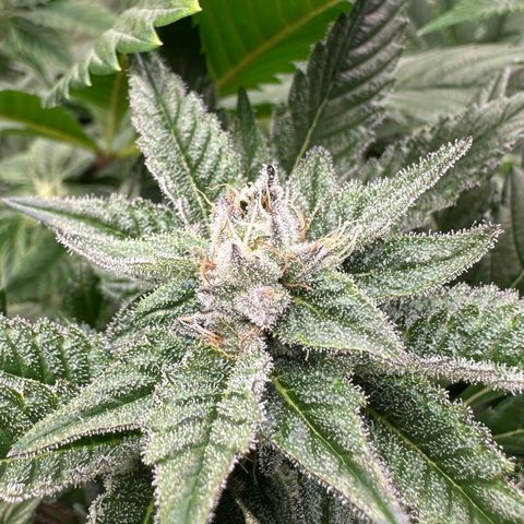 MiscxLAZ #29 C growlog timeline photo