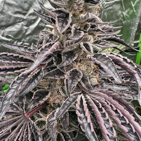 CxLAZ #16 50.72g growlog timeline photo