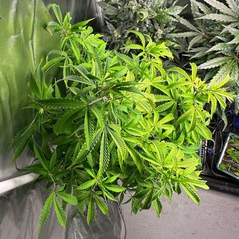 CxLAZ #15 C #1 growlog timeline photo