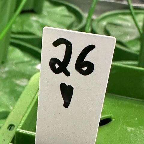 MiscxLAZ #26 C #1 47.15g growlog timeline photo